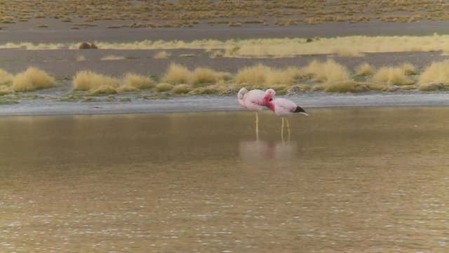 Medium low-angle still shot of two Andean Flamingos grooming while standing on slow flowing brown waters of River Isluga, Bolivia