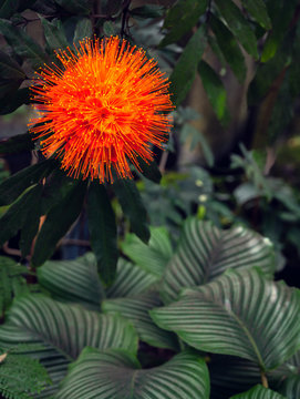 Panama Flame Tree (Rose of Venezuela)