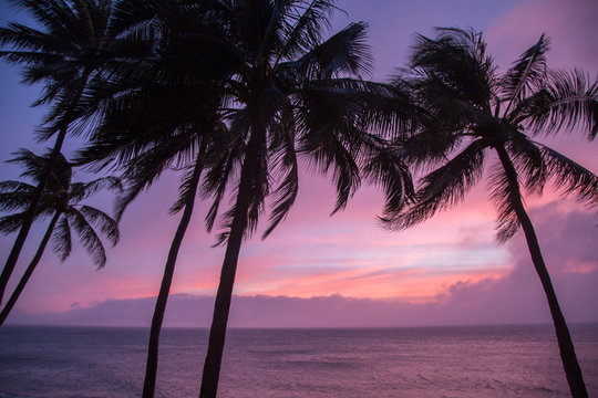 Pink skies and palms at Maui