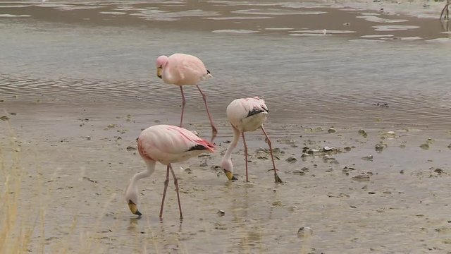 Medium low-angle still shot of a group of flamingos wading and searching for food near a flowing river, River  Isluga, Bolivia