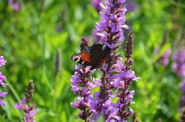 butterfly on flower