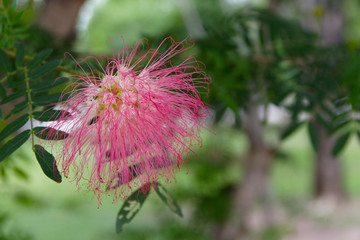 flower in garden