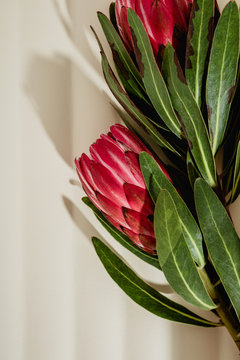 Protea