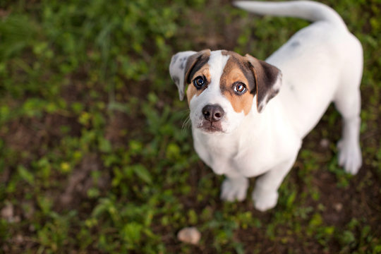 Portrait of a dog