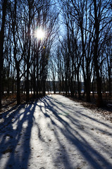 road in winter forest