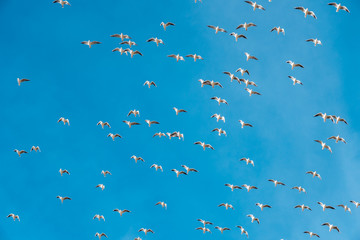 A lot of doves flying on blue sky freedom concept background