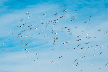 A lot of doves flying on blue sky freedom concept background