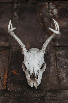 Antlers