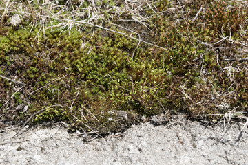Naklejka na ściany i meble Half moss, half stone. Natural background texture
