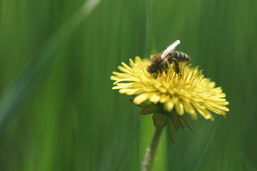Bee on a yellow dandelion in a green field, macro