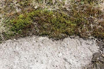 Half moss, half stone. Natural background texture