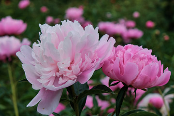 Fototapeta premium Beautiful flowers