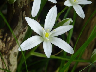 schöne weisse kleine blume als macro