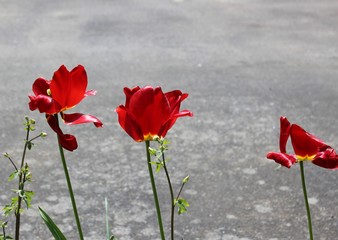 Fototapeta na wymiar Tulips at the end of spring blooming season