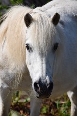 Obraz na płótnie Canvas white Pony