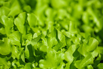 Salad salad leaf background. Fresh Batavia salad. Top view of the whole growth of lettuce on an organic farm. Young green salad. Raw vegetarian food.