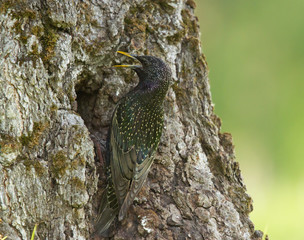 Fototapeta premium Common starling (Sturnus vulgaris) at the hollow