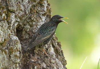 Common starling (Sturnus vulgaris) at the hollow
