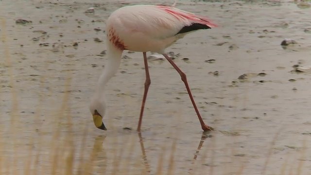 Close-up low-angle panning shot of andean white and pink flamingos walking in mud and searching for food near River Isluga, Altiplano, Bolivia