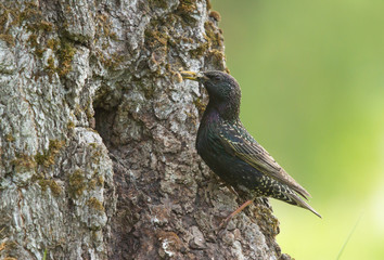 Common starling (Sturnus vulgaris) at the hollow