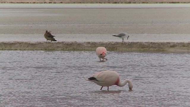Wide low-angle still shot of flamingos, and other wild birds along Isluga River,  Atacama, Bolivia