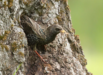 Common starling (Sturnus vulgaris) at the hollow