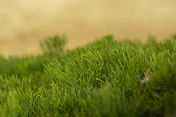 Plantas verdes macro