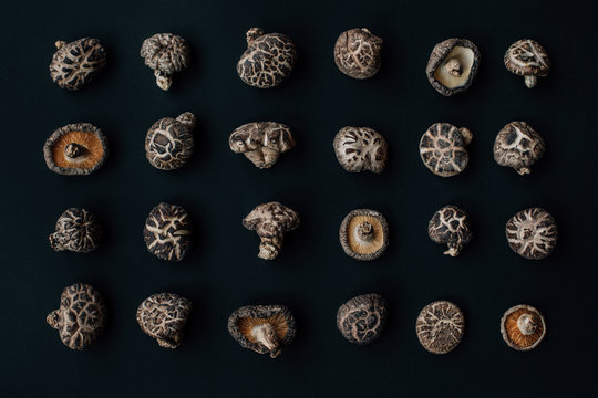 Mushroom Harvest