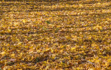Autumn yellow leafs carpet on sunny day