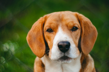 beagle looking with green background