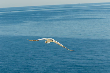 Weisser Seevogel fliegt über dem Meer