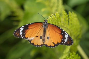 schmetterling