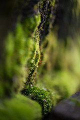 bokeh background plants