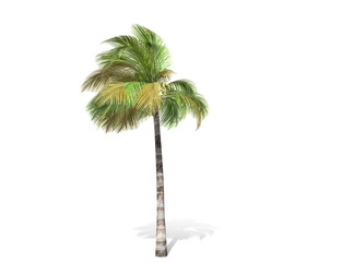3D rendering - tall coconut tree  isolated over a white background use for natural poster or  wallpaper design, 3D illustration Design.