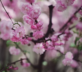 cherry blossoms in the spring , the photo was taken on a retro lens