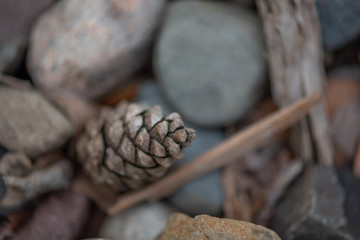 bokeh background plants