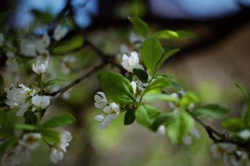 Naklejka premium spring tree blooming, shot on retro lens