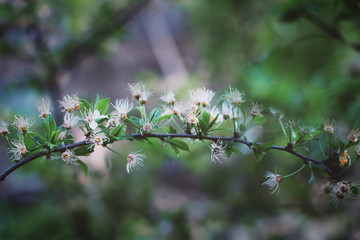 spring tree blooming, shot on retro lens