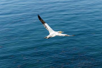Weisser Seevogel fliegt über dem Meer