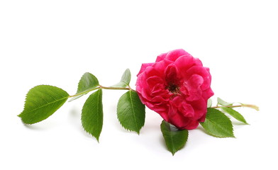 Fototapeta premium Red rose with twig and leaves isolated on white background