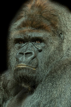 Gorilla portrait on black background
