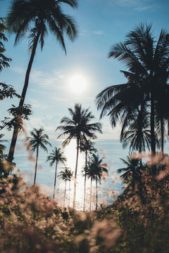 Tropical island palm trees and ocean at sunrise