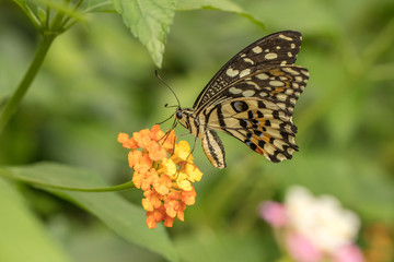 schmetterlinge