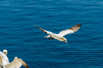 Weisser Seevogel fliegt über dem Meer