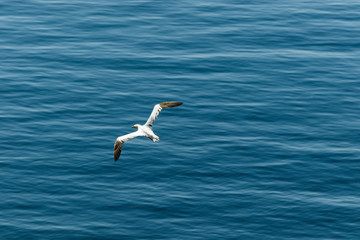 Weisser Seevogel fliegt über dem Meer