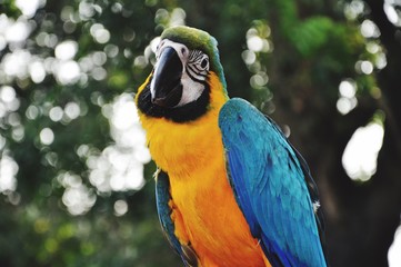 blue and gold macaw