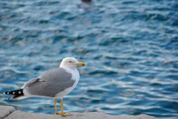 sea gull close up