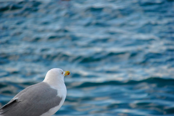 seagull staring at the ocean