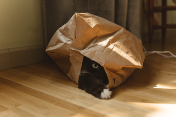 A cat hiding in a bag