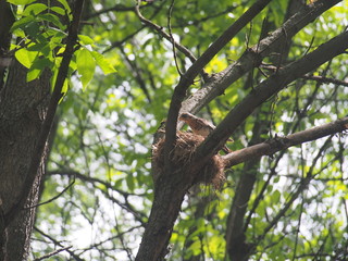 The thrush flew to the nest to feed the Chicks.
